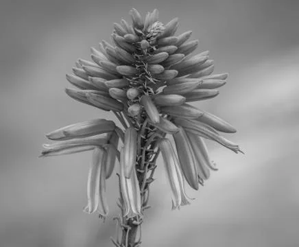 A flower like a rose Stock Photos