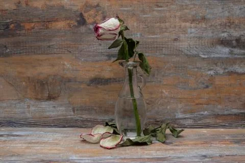 Flower rose. Stock Photos