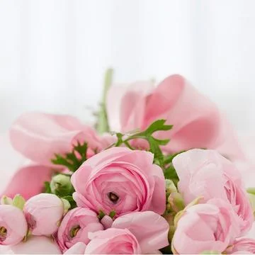 Flower rose Stock Photos