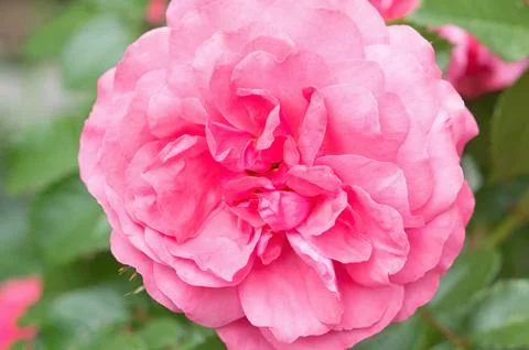 Flower of rose Stock Photos