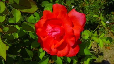 Flower of rose Stock Photos