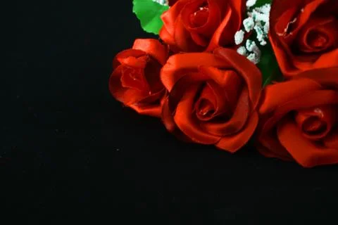 Flower rose red on black background. Photoshoot Valentine day Stock Photos