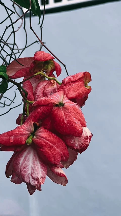 Flower, rose, red, plant, isolated, nature, blossom, beauty, leaf, white, Stock Footage 245861353
