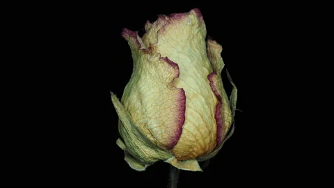 Flower, rose, rotation Video stock 134942421