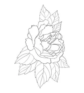 Flower rose. Vector illustration. linear hand drawn plant blooming bud for .. Stock Illustration