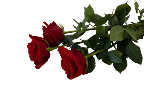 Flower rose on white background, isolate, cut Stock Photos