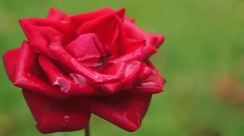 Flower Rose in the wind Stock Footage 43801864