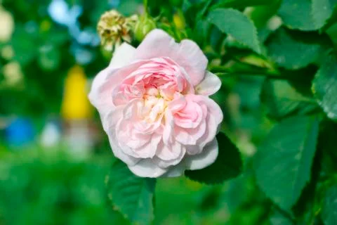 Flower of roses Stock Photos