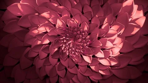 Flower Rotate Stock Footage 125560072