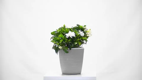 Flower rotative whith white background Видео 296801538