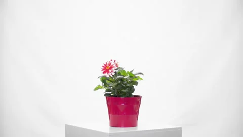 Flower rotative whith white background Видео 296801539