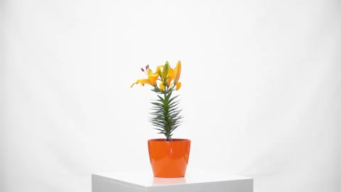 Flower rotative whith white background Видео 296801568