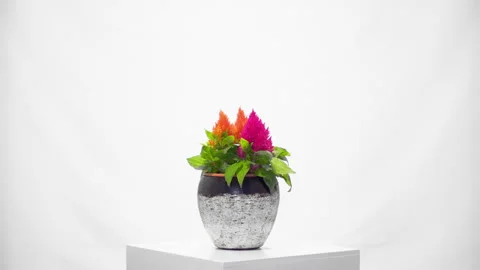 Flower rotative whith white background Видео 296801613