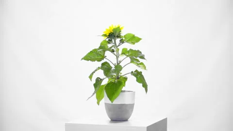 Flower rotative whith white background Видео 296801858