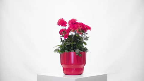 Flower rotative whith white background Видео 296801941