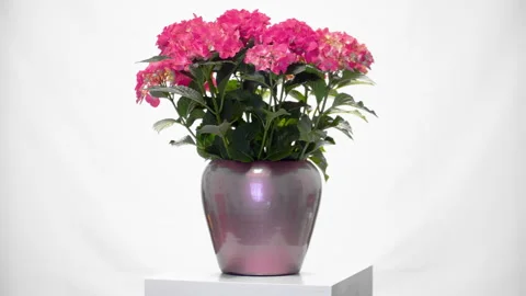 Flower rotative whith white background Видео 296802108