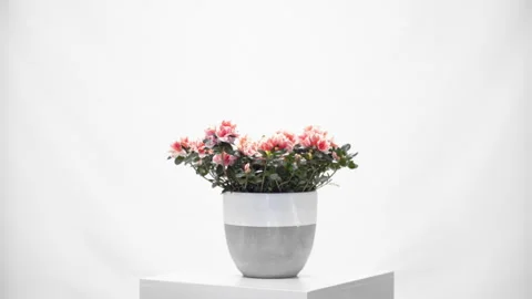 Flower rotative whith white background Видео 296803006