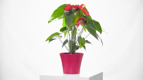 Flower rotative whith white background Видео 296803007