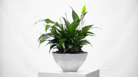 Flower rotative whith white background Видео 296804864