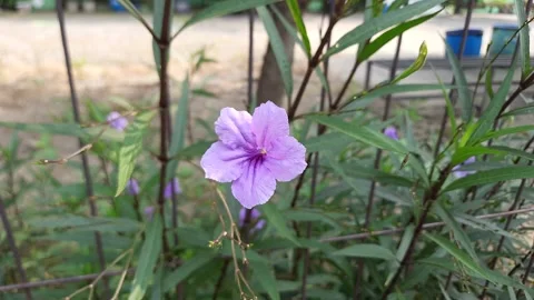 Flower of Ruellia simplex, or the Mexican petunia, Mexican bluebell Stock Footage 293786908