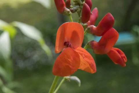 Flower of runner bean Foto stock