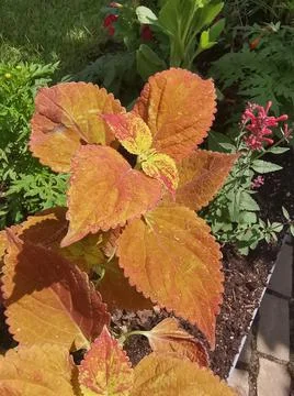 Flower with rust colored scrolling Stock Photos