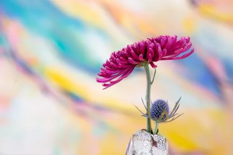 Flower in rustic white vase on colored background Stock Photos