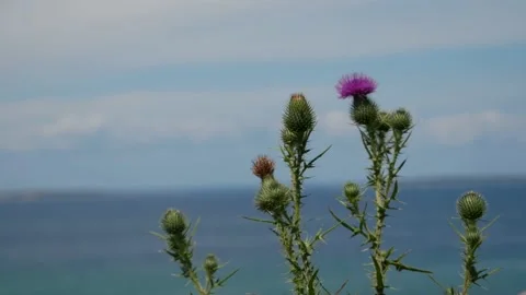 A Flower Rustles in the Wind in Front of the Ocean 4k Stock-Footage 163356140