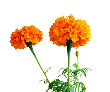 Flower saffron on white background Stock Photos