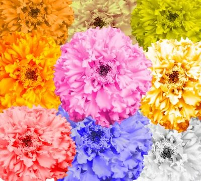 Flower saffron on white Stock Photos