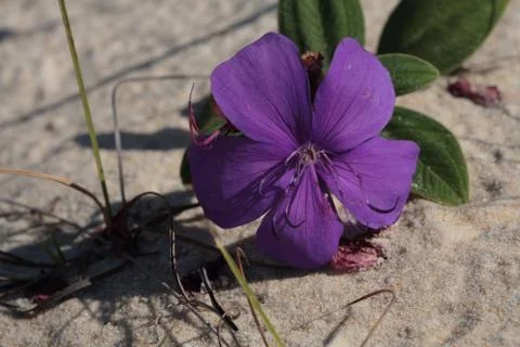 Flower on Sand Stock Photos