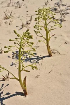 Flower on the sand. Stock Photos