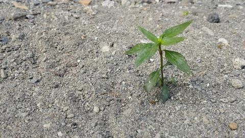 Flower on the sand 库存照片