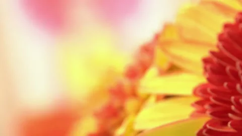 Flower With Saturated pedals Video stock 136211171