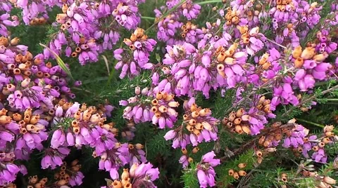 Flower savage in the forest Stock Footage 50882120