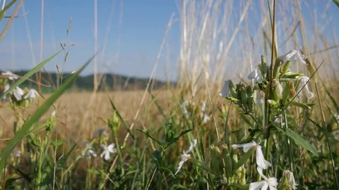 Flower scene Stock Footage 77641287