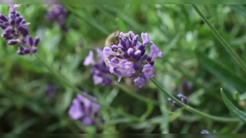 Flower scenery Stock Footage 234026692