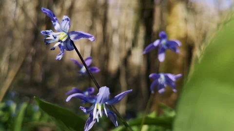 Flower Scilla in the forest Stock Footage 125876143