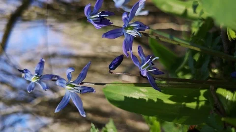 Flower Scilla in the forest Stock Footage 125876145