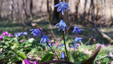 Flower Scilla in the forest Stock Footage 125876188
