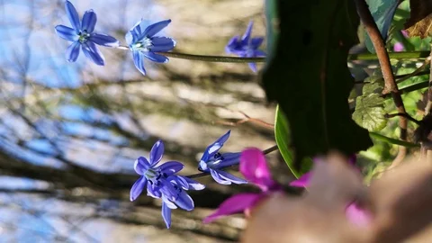 Flower Scilla in the forest Stock Footage 125876286