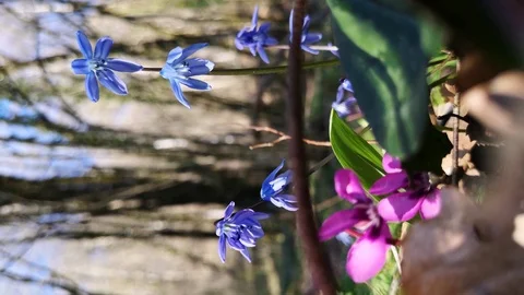 Flower Scilla in the forest Stock Footage 125876291