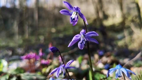Flower Scilla in the forest Stock Footage 125876337