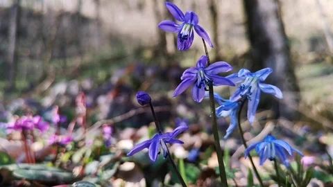 Flower Scilla in the forest Stock Footage 125876355