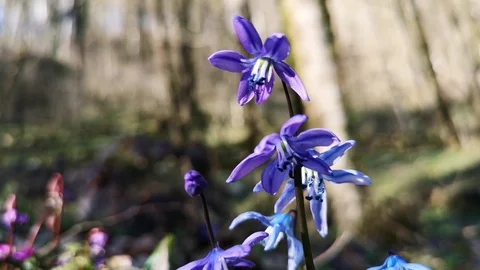 Flower Scilla in the forest Stock Footage 125876379
