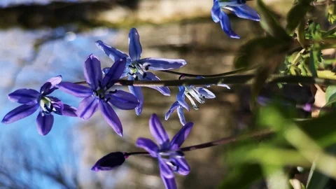 Flower Scilla in the forest Stock Footage 125876390