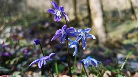 Flower Scilla in the forest Stock Footage 125876393