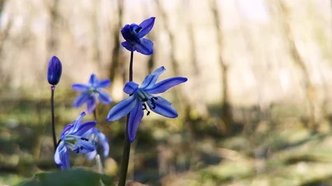 Flower Scilla in the forest Stock Footage 125876415