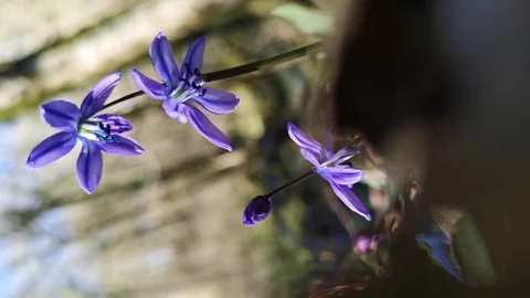 Flower Scilla in the forest Stock Footage 125876417