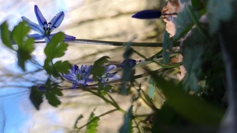Flower Scilla in the forest Stock Footage 125876448